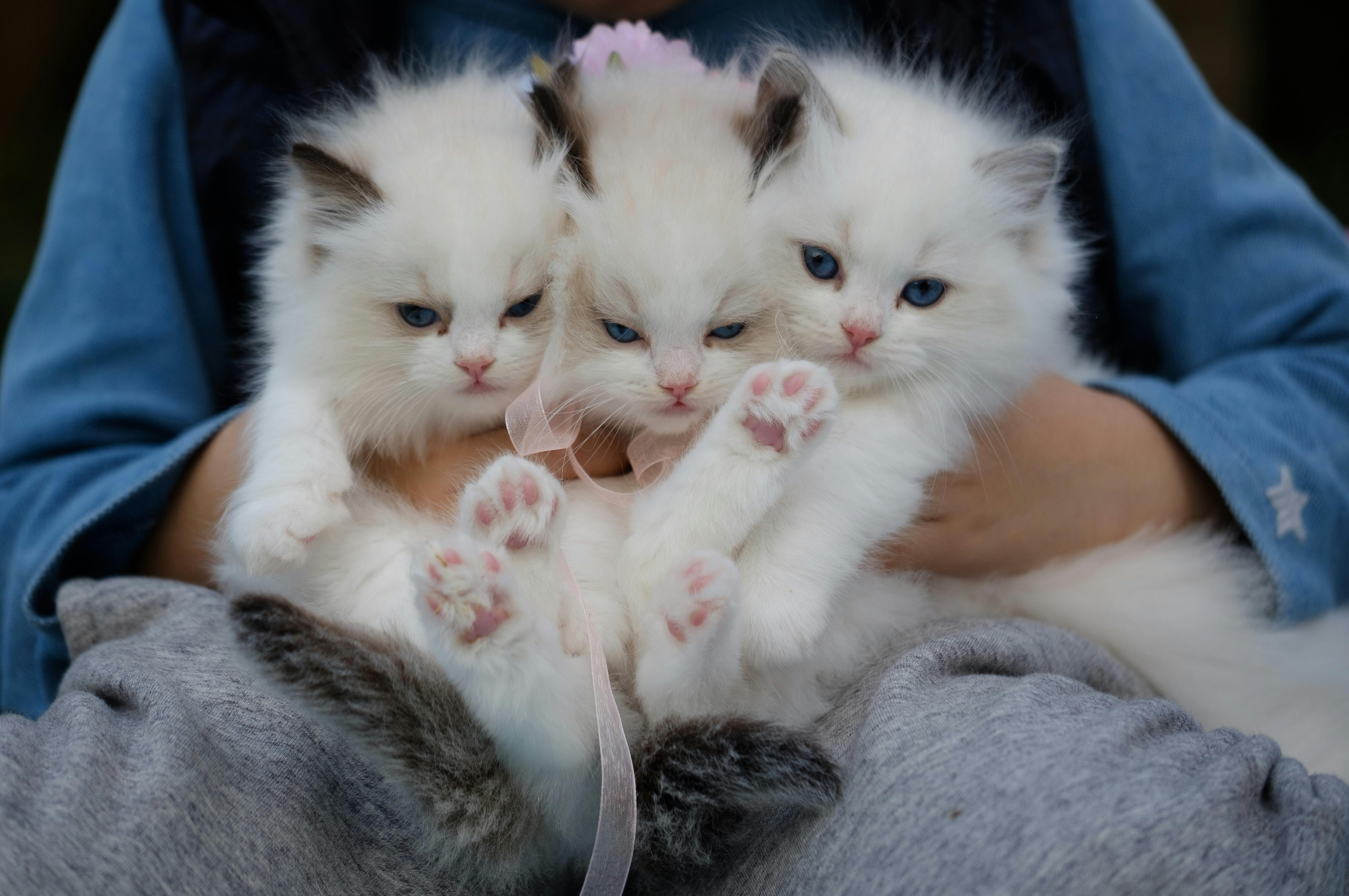 Purr & Play
